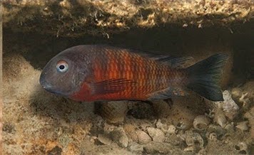 Tropheus sp. 'mpimbwe' x Tropheus sp. 'kirschfleck' at Udachi Point